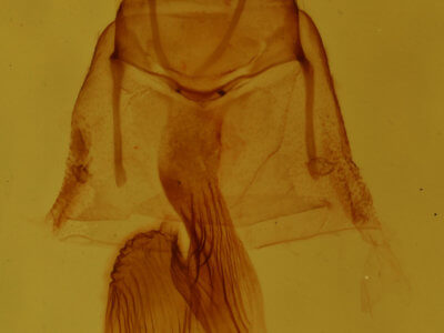 genitalia view of adult Neoligia atlantica