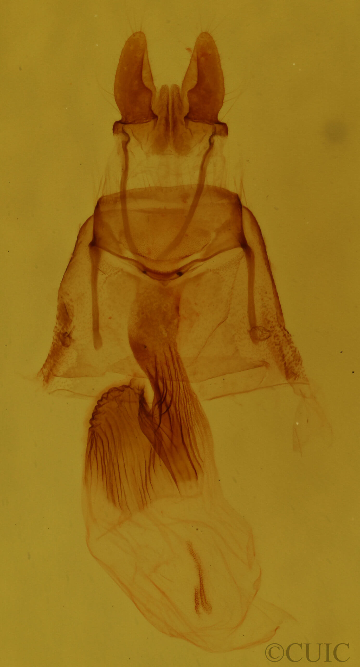 genitalia view of adult Neoligia atlantica