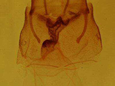 genitalia view of adult Neoligia inermis