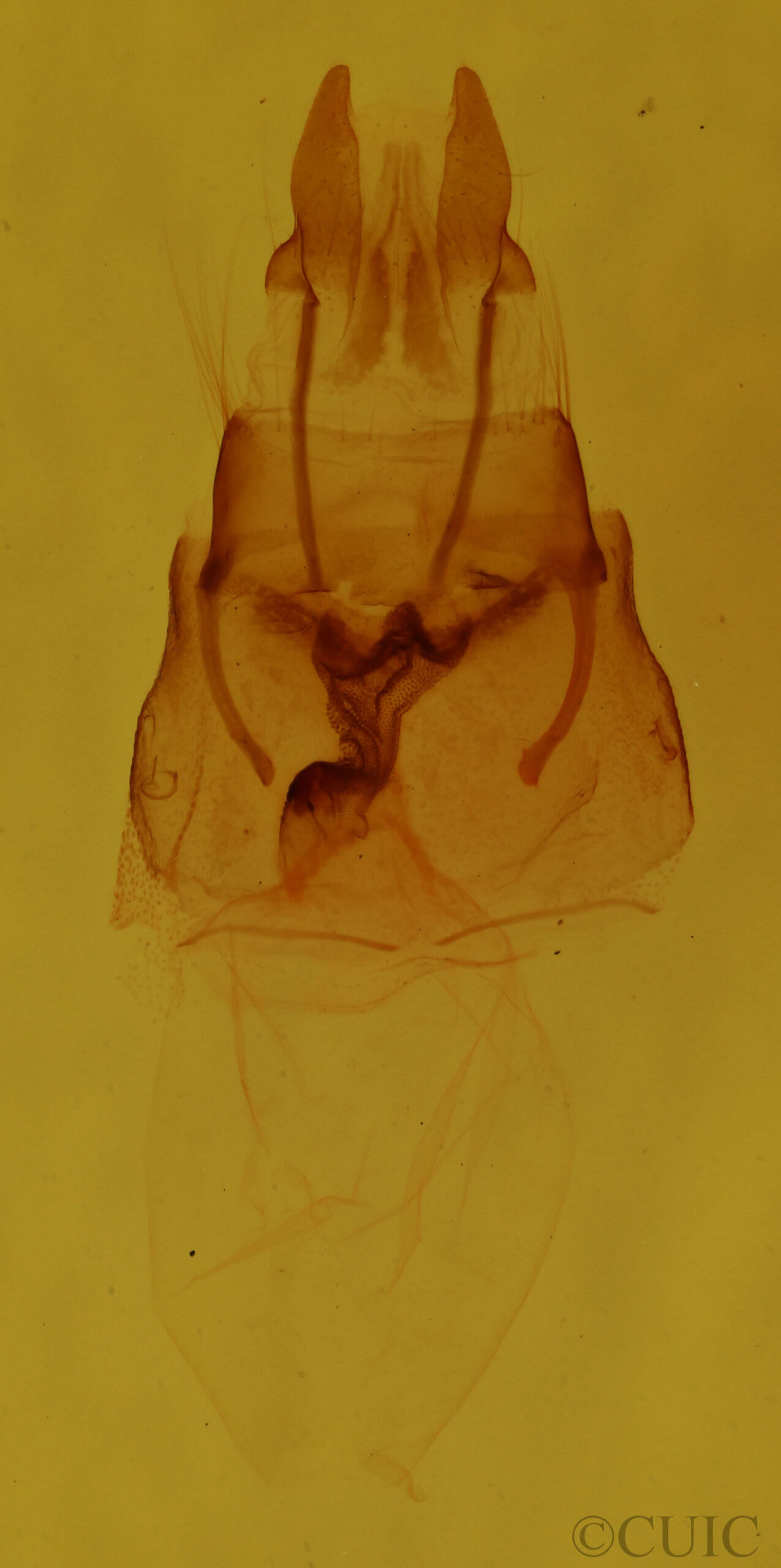 genitalia view of adult Neoligia inermis