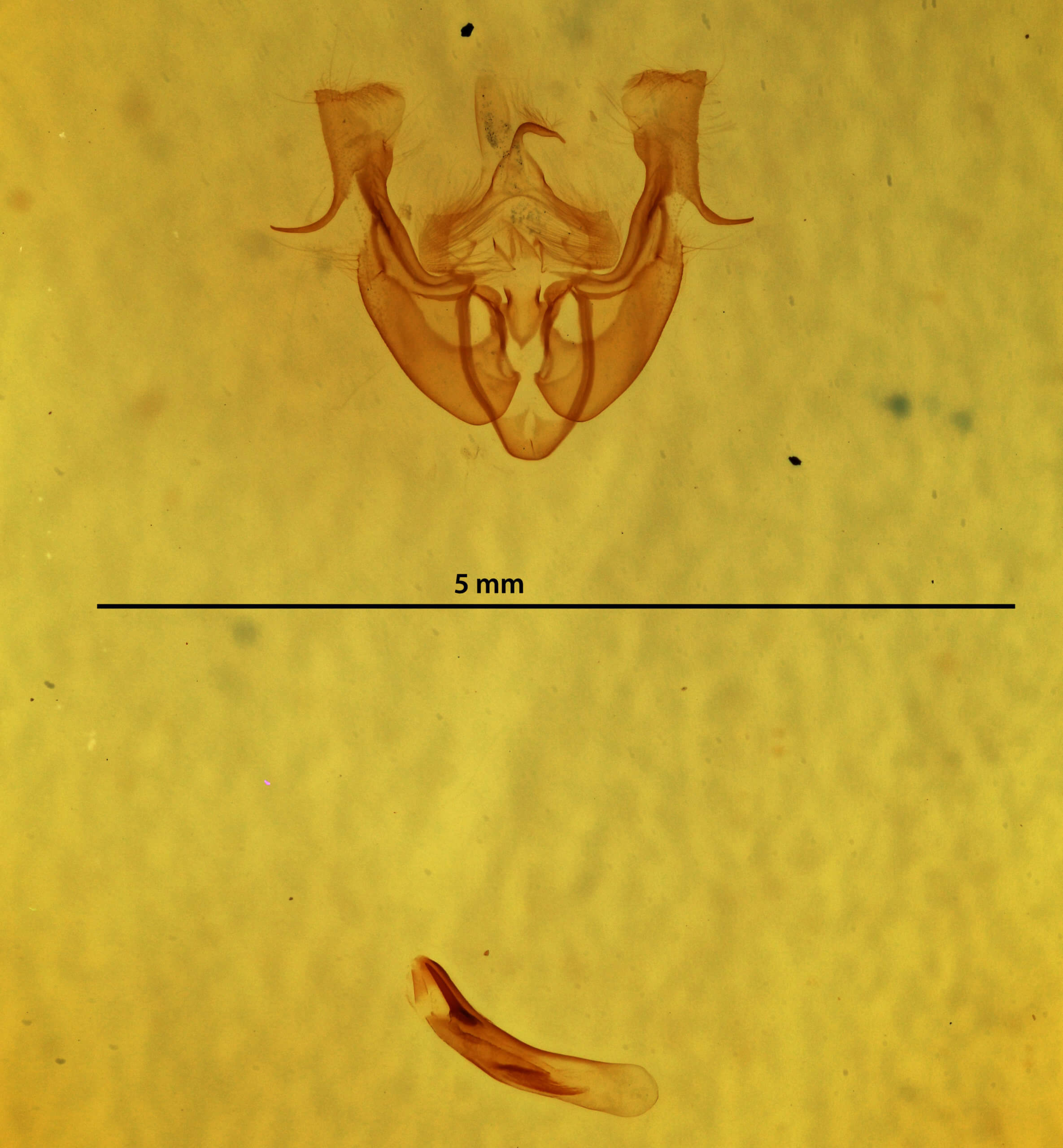 genitalia view of adult Neoligia lancea
