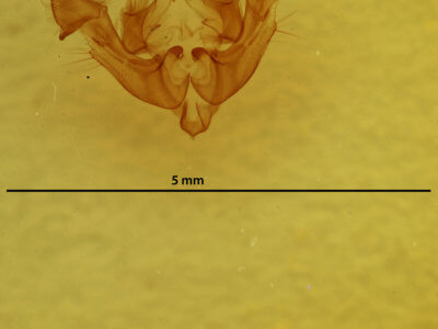 genitalia view of adult Neoligia subjuncta