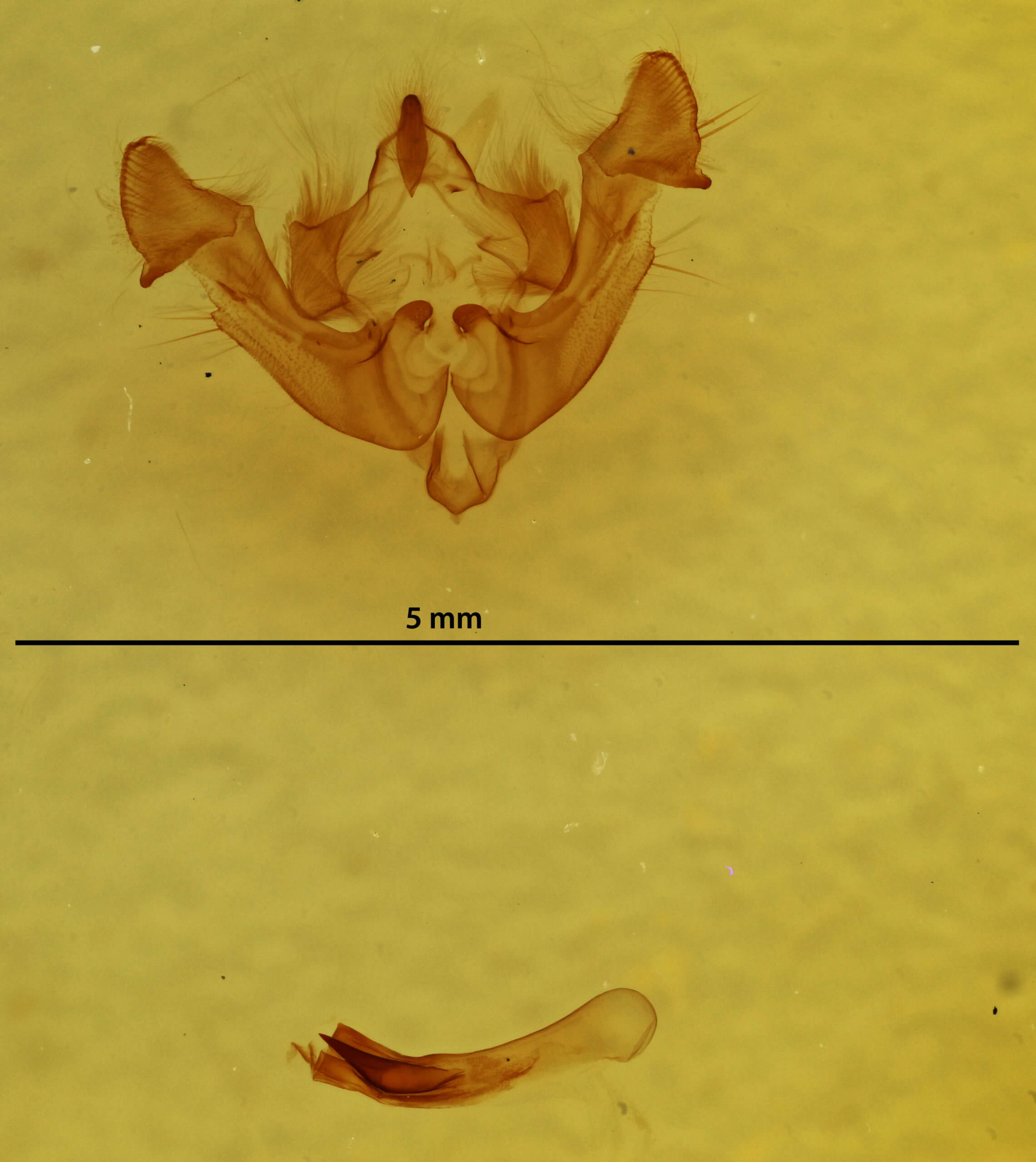 genitalia view of adult Neoligia subjuncta