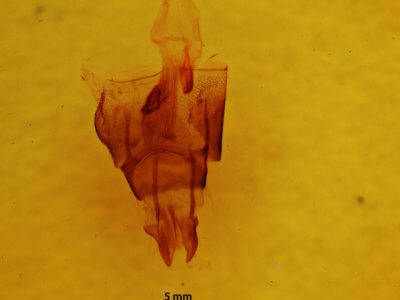 genitalia view of adult Neoligia subjuncta