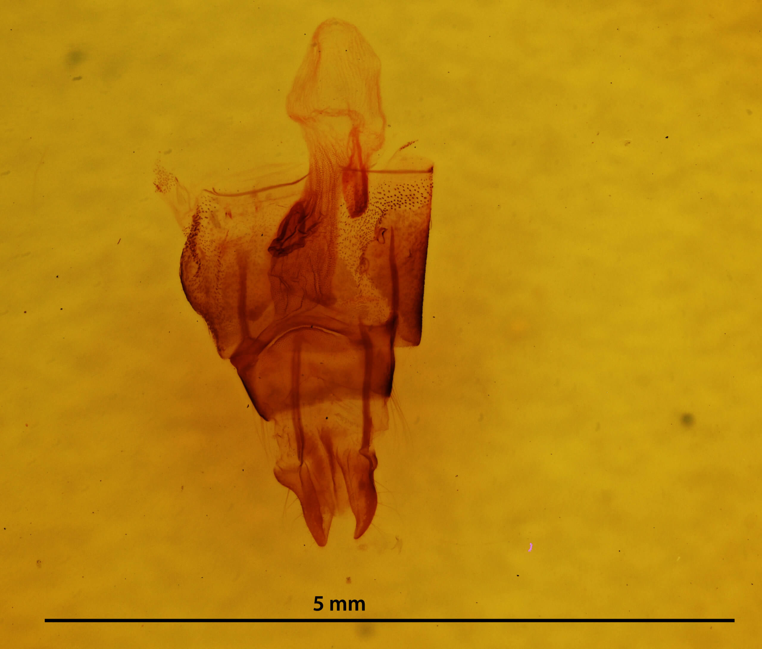 genitalia view of adult Neoligia subjuncta