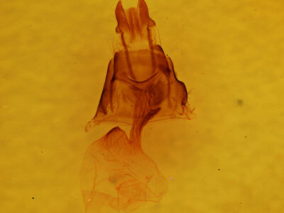 genitalia view of adult Neoligia subjuncta