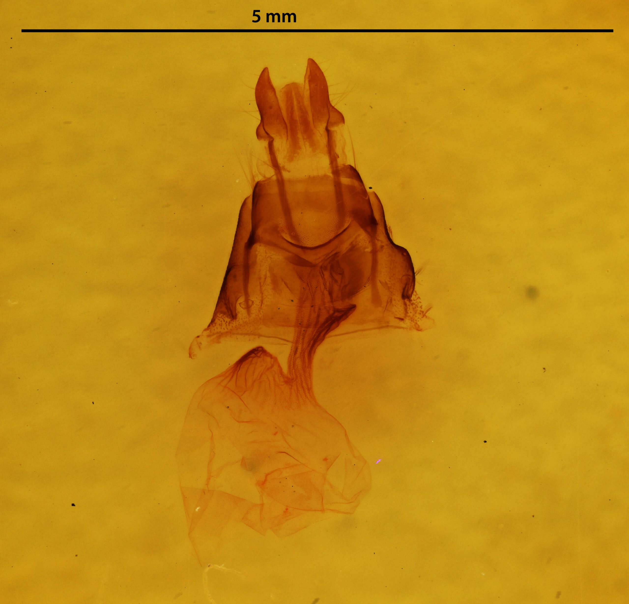 genitalia view of adult Neoligia subjuncta