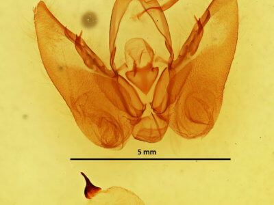 genitalia view of adult Orthodes majuscula