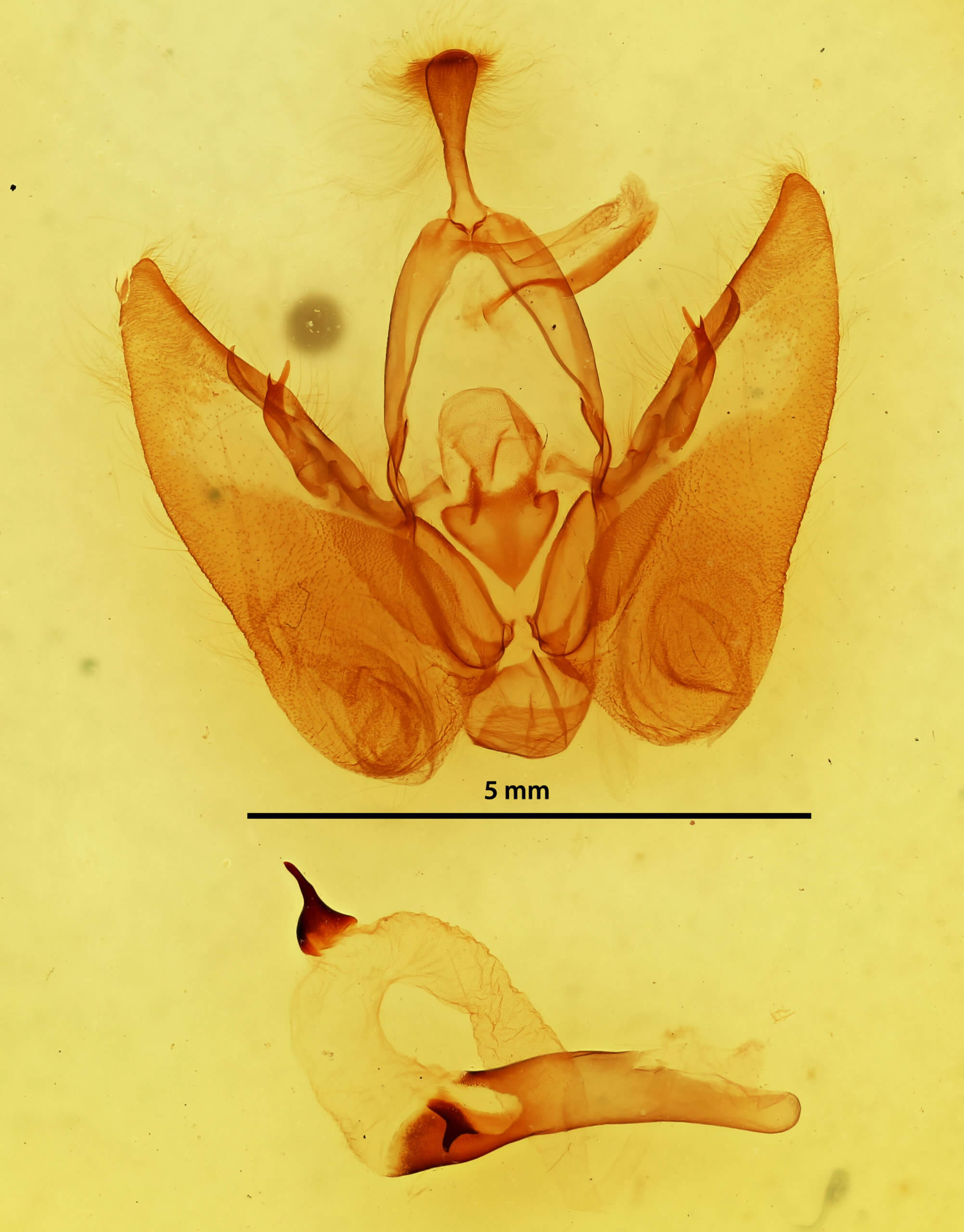genitalia view of adult Orthodes majuscula
