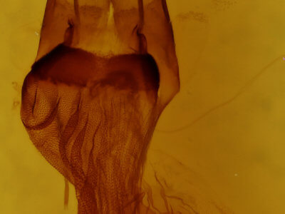 genitalia view of adult Orthodes majuscula