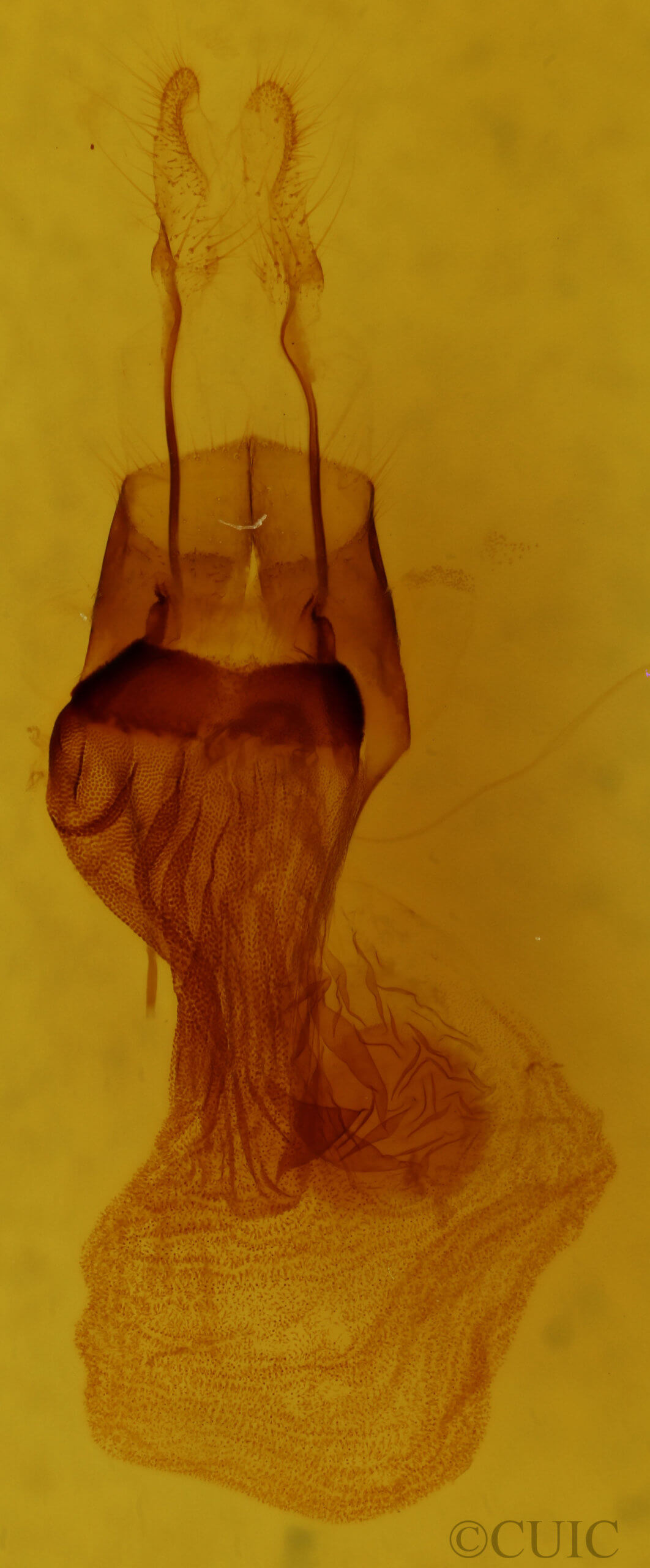 genitalia view of adult Orthodes majuscula