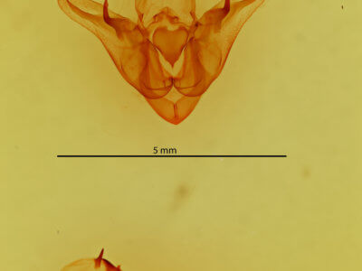 genitalia view of adult Orthodes cynica