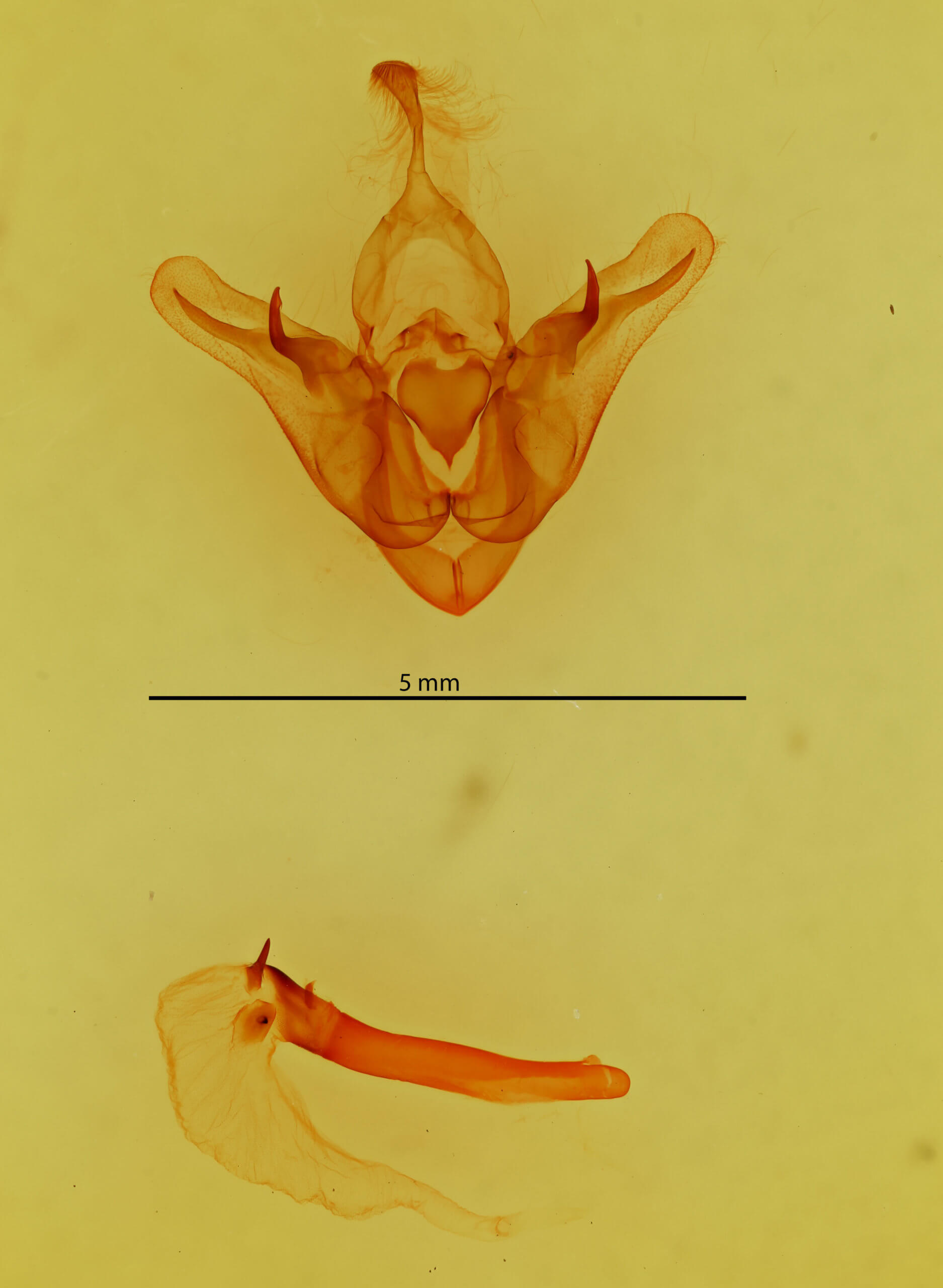 genitalia view of adult Orthodes cynica