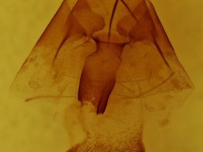 genitalia view of adult Orthodes cynica