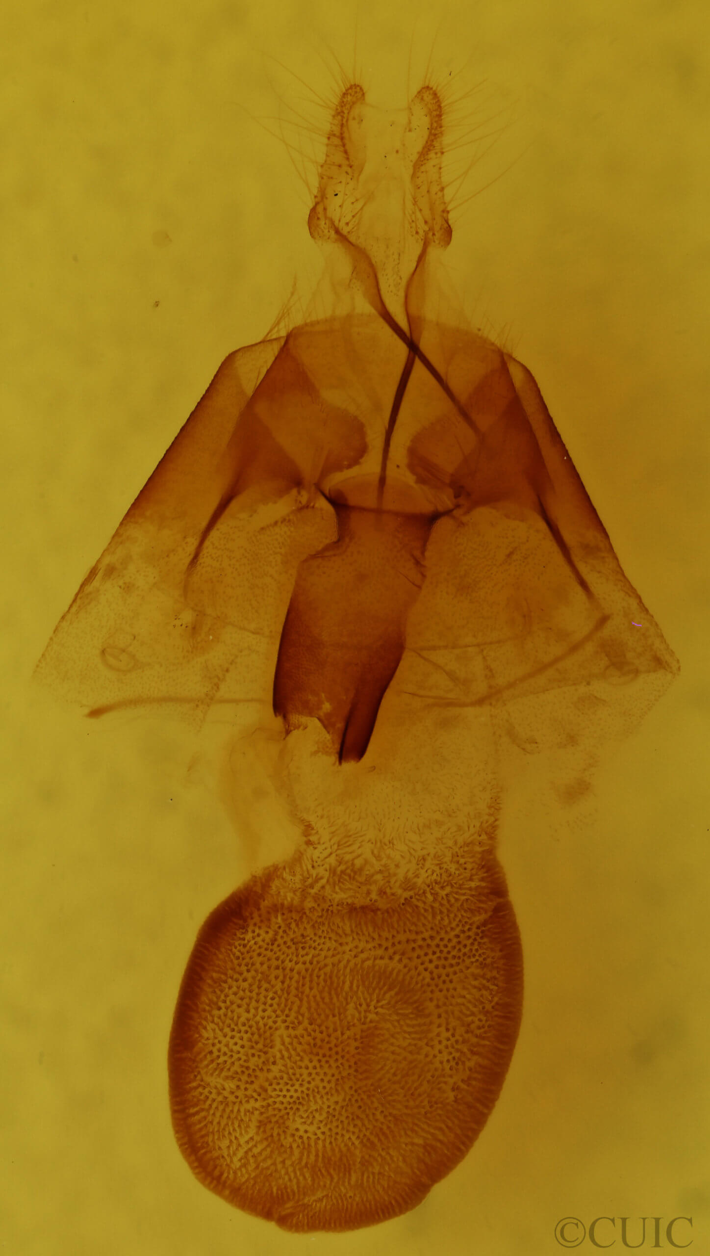 genitalia view of adult Orthodes cynica
