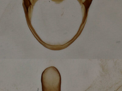 genitalia view of adult Pagara simplex