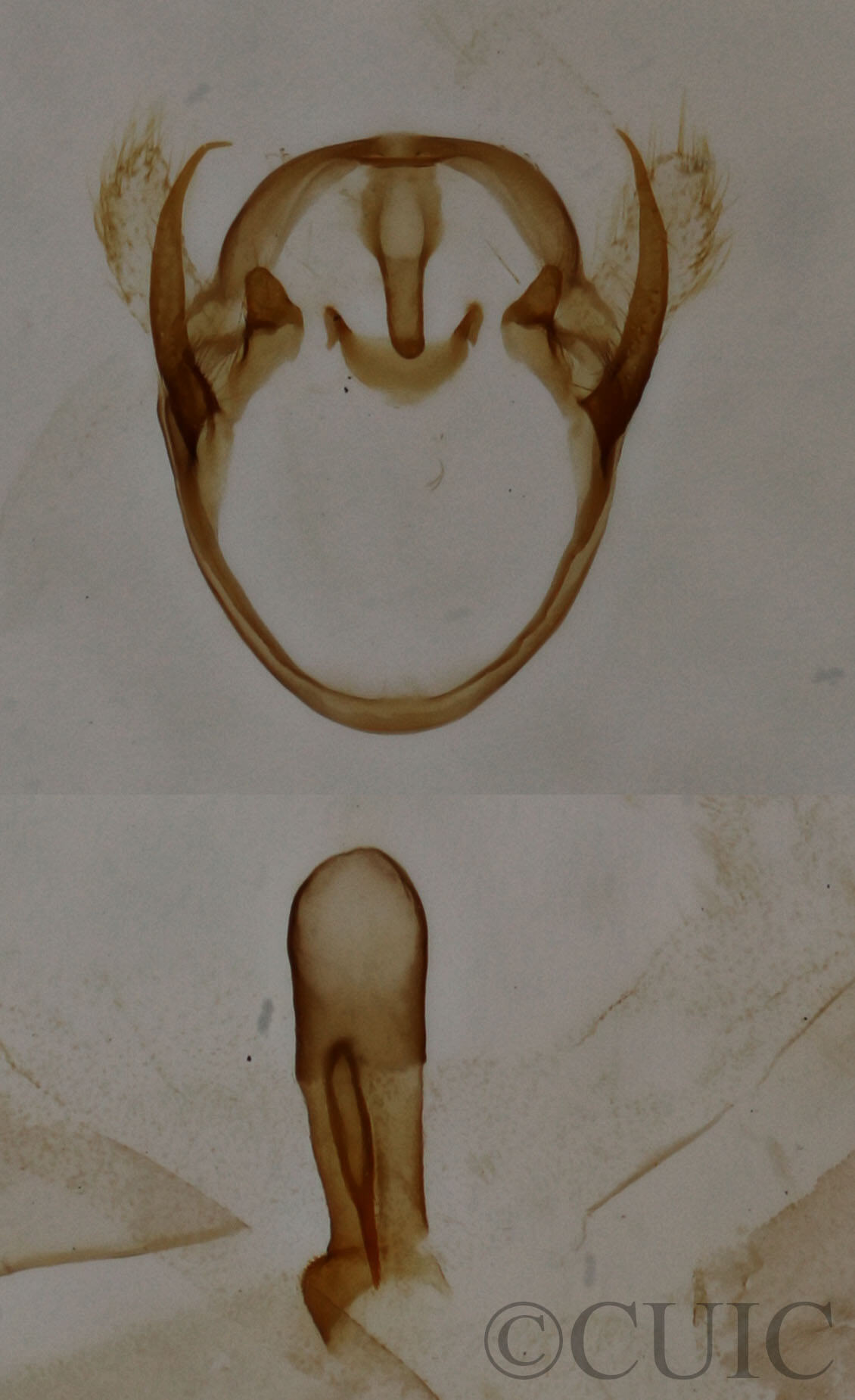 genitalia view of adult Pagara simplex