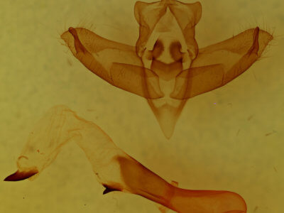 genitalia view of adult Panthea furcilla furcilla