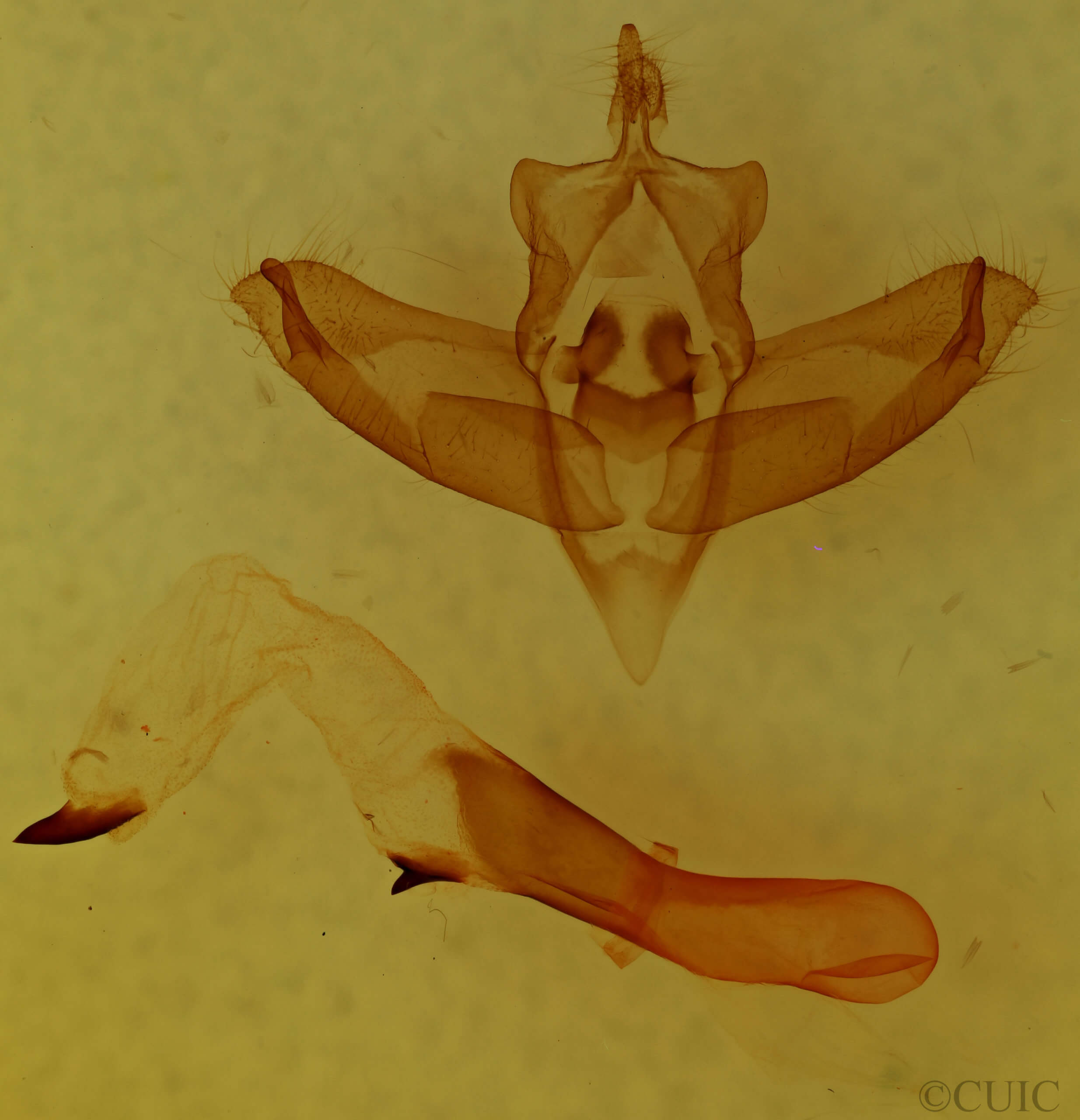 genitalia view of adult Panthea furcilla furcilla