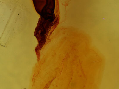 genitalia view of adult Panthea furcilla furcilla