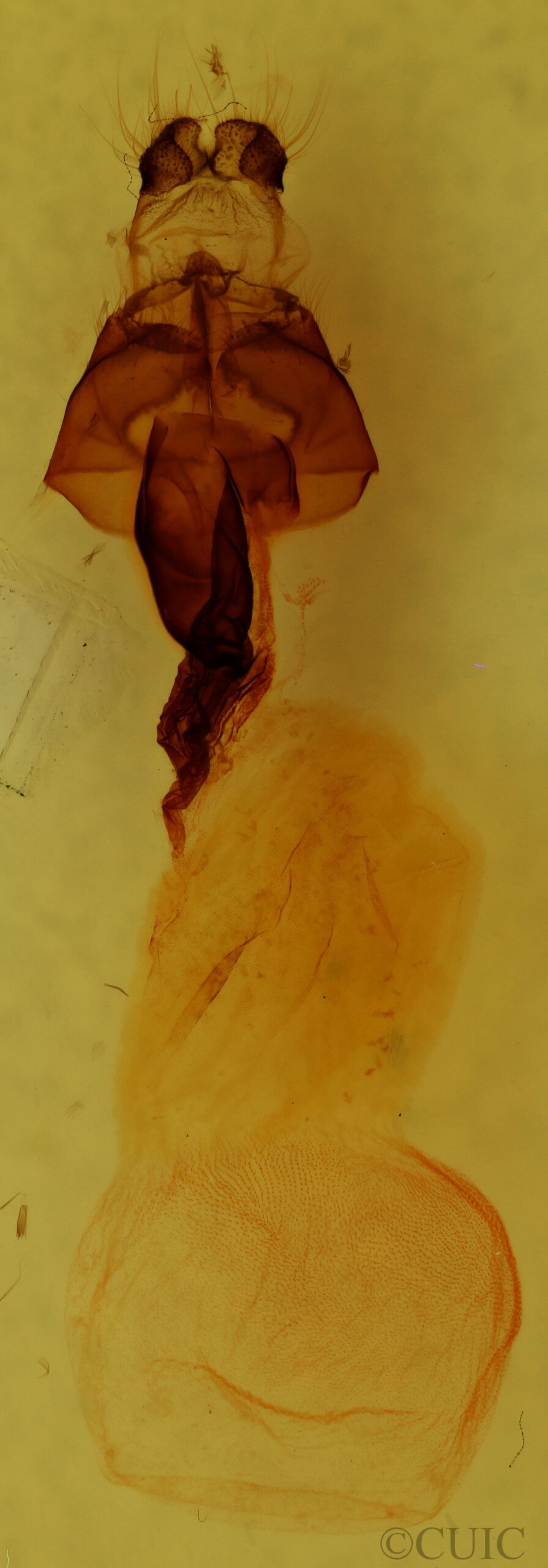 genitalia view of adult Panthea furcilla furcilla