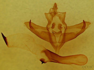 genitalia view of adult Panthea furcilla australis