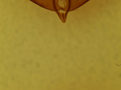 genitalia view of adult Panthea acronyctoides