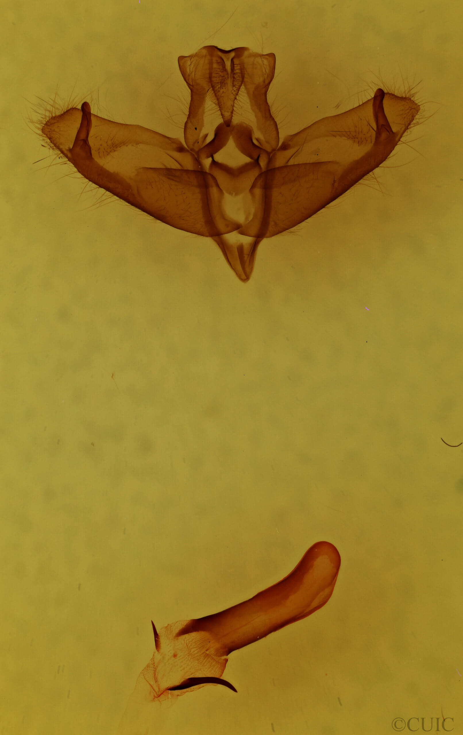 genitalia view of adult Panthea acronyctoides