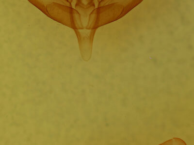 genitalia view of adult Panthea furcilla furcilla