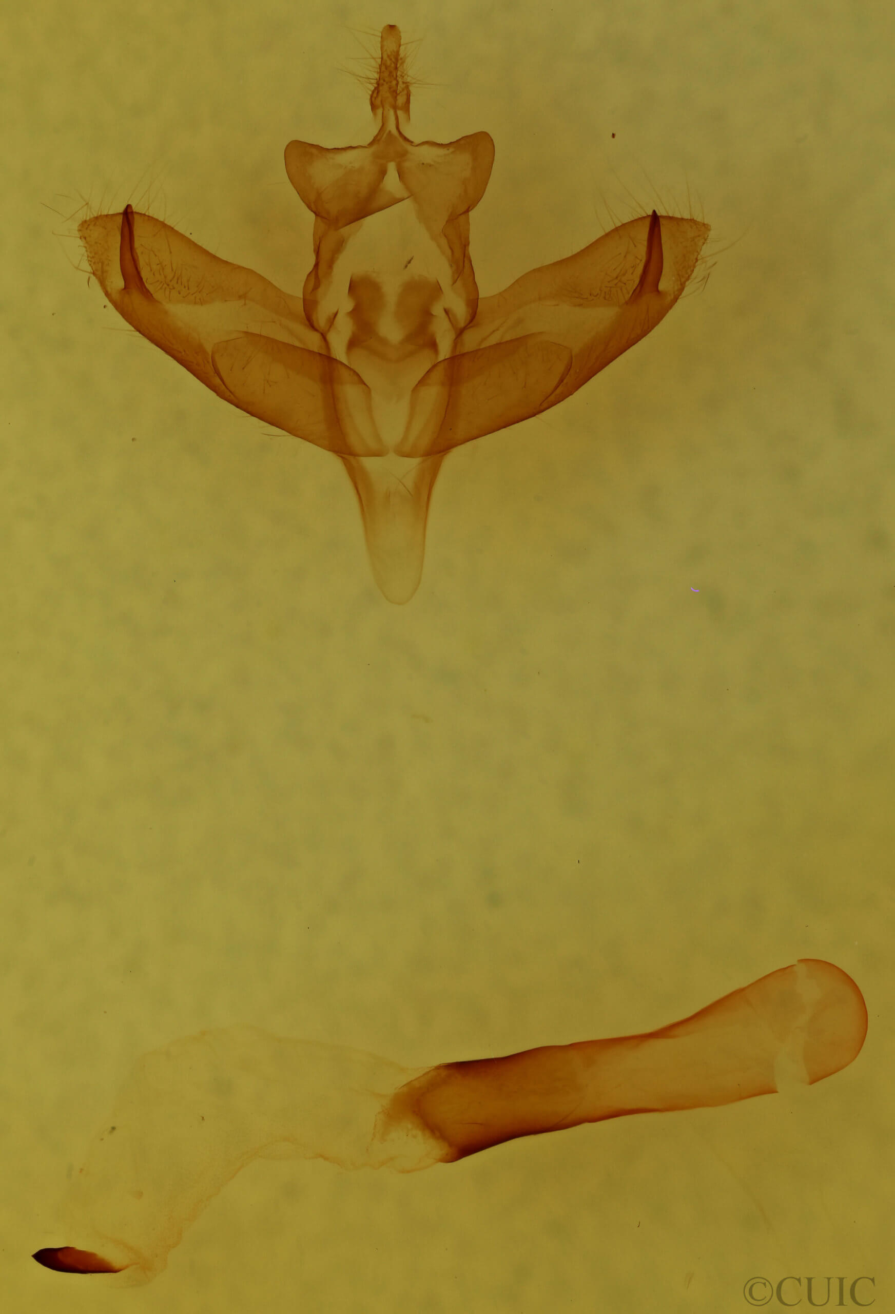 genitalia view of adult Panthea furcilla furcilla