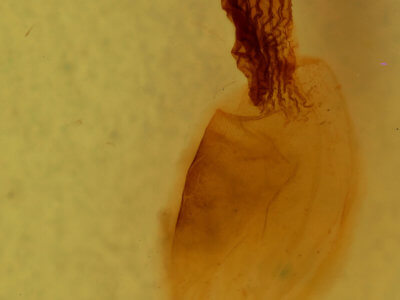 genitalia view of adult Panthea furcilla furcilla