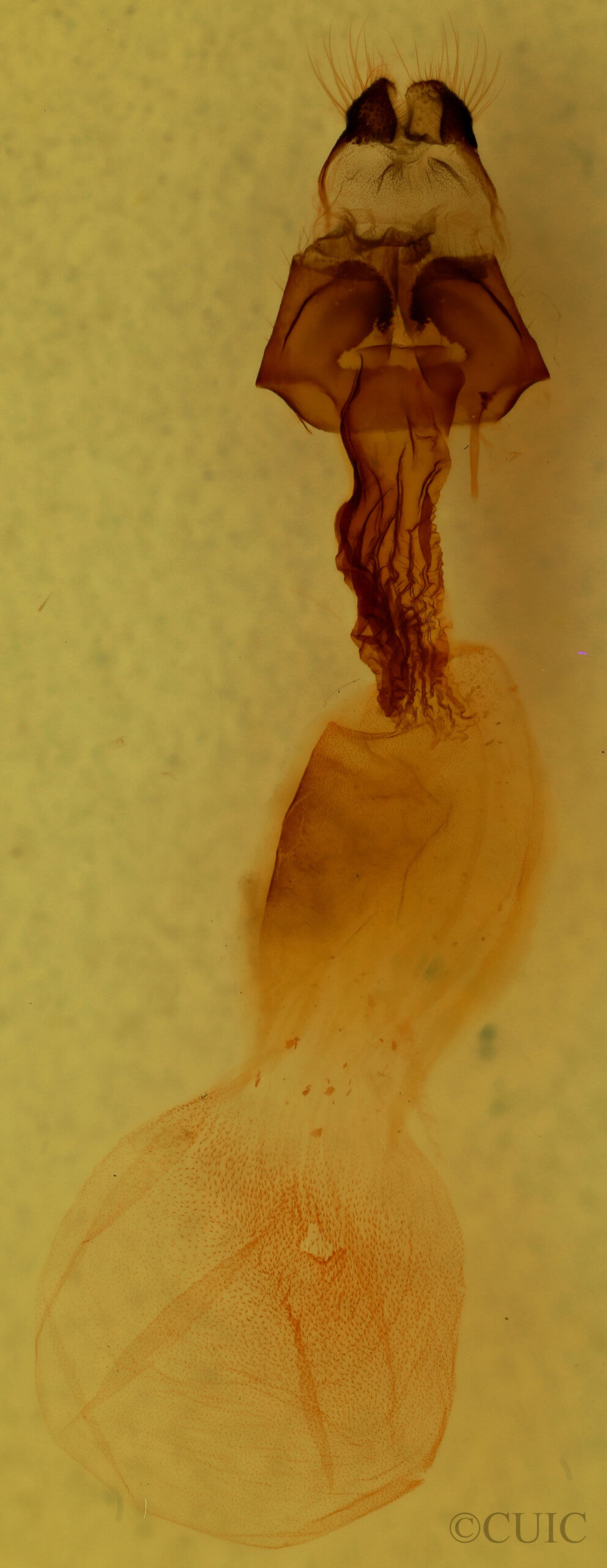 genitalia view of adult Panthea furcilla furcilla