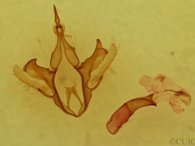 genitalia view of adult Parallelia bistriaris
