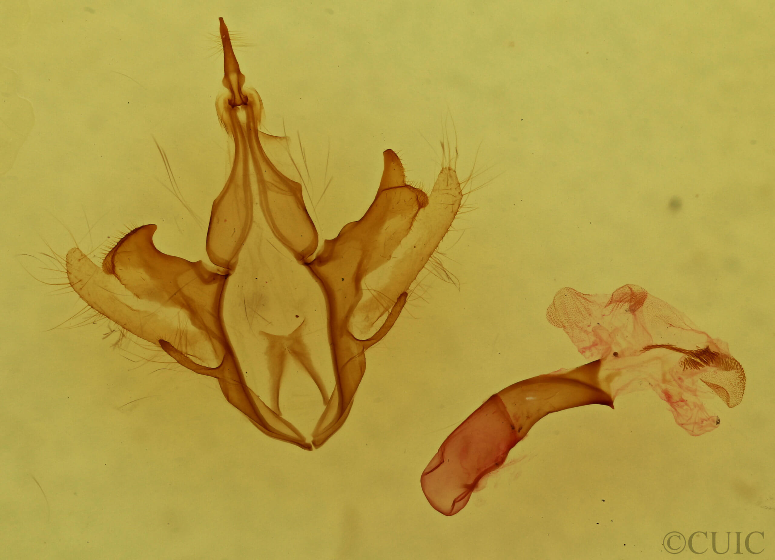genitalia view of adult Parallelia bistriaris