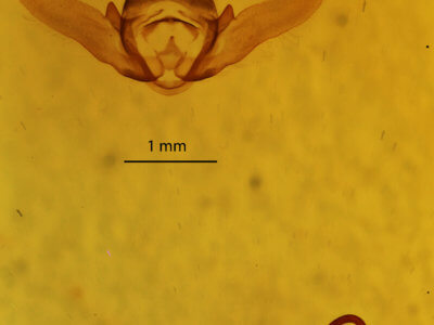 genitalia view of adult Perconia strigillaria
