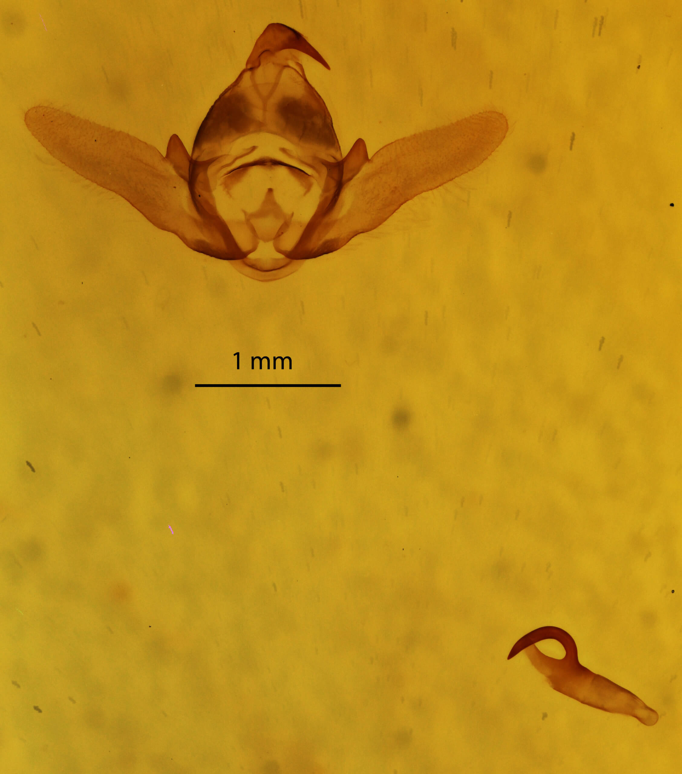 genitalia view of adult Perconia strigillaria