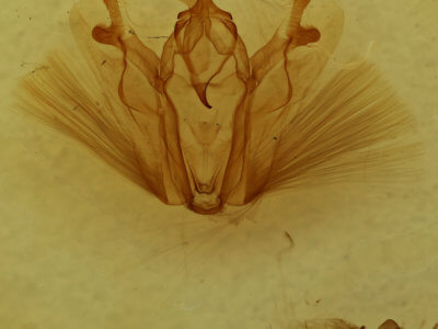 genitalia view of adult Pero ancetaria