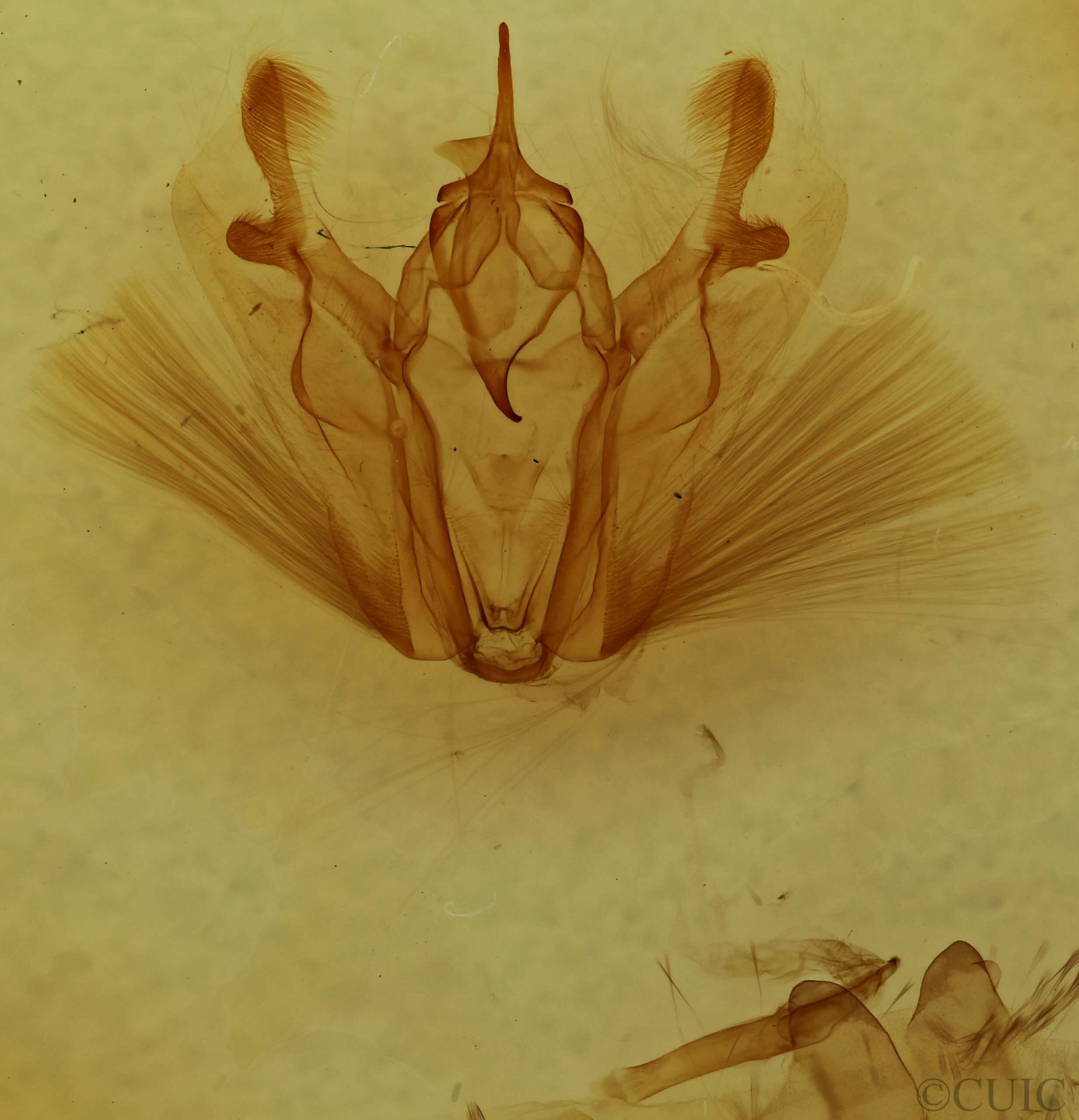 genitalia view of adult Pero ancetaria