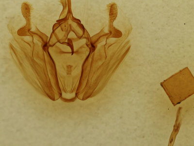 genitalia view of adult Pero ancetaria