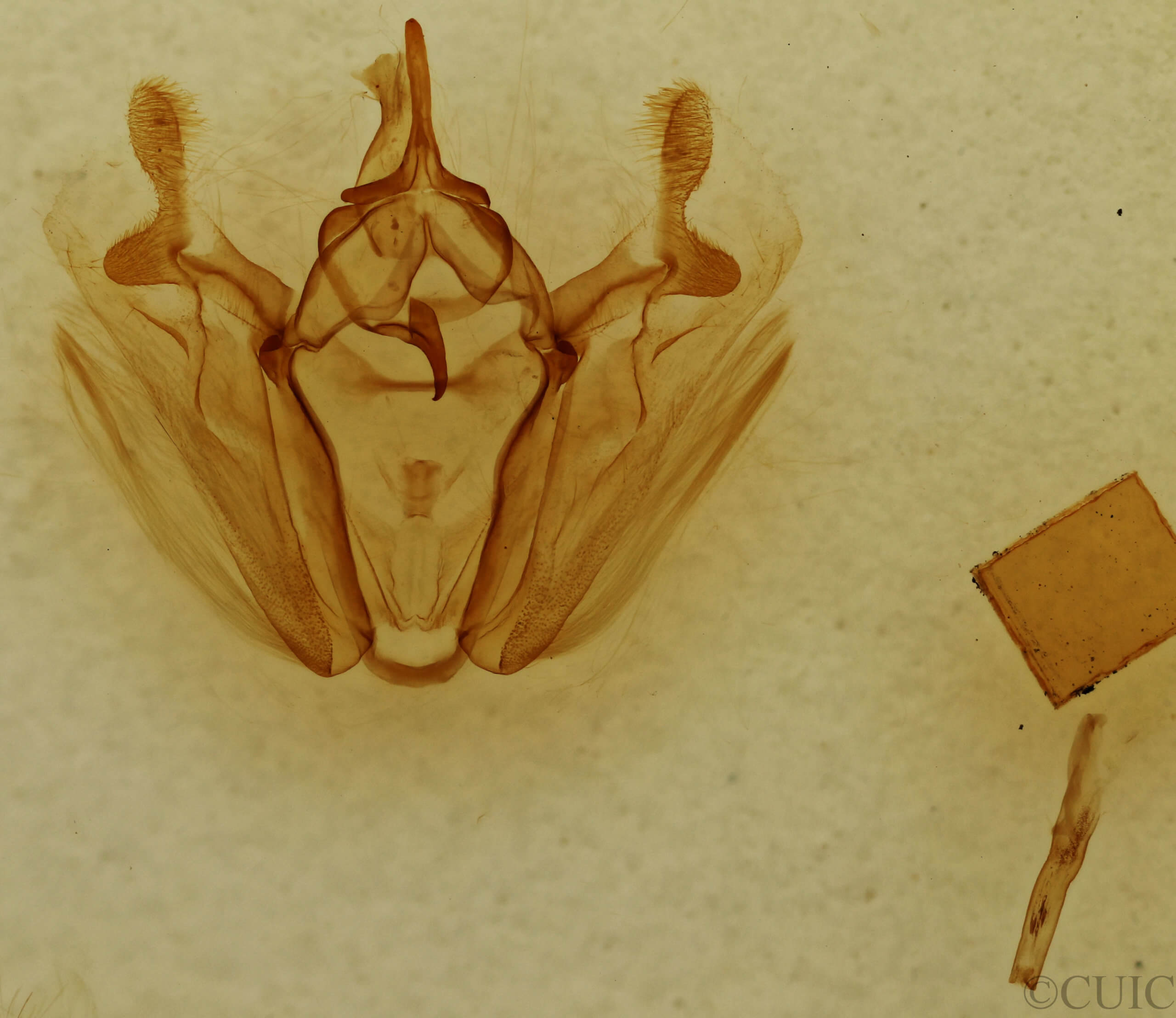 genitalia view of adult Pero ancetaria