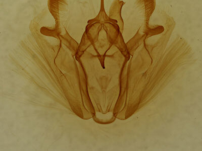 genitalia view of adult Pero ancetaria