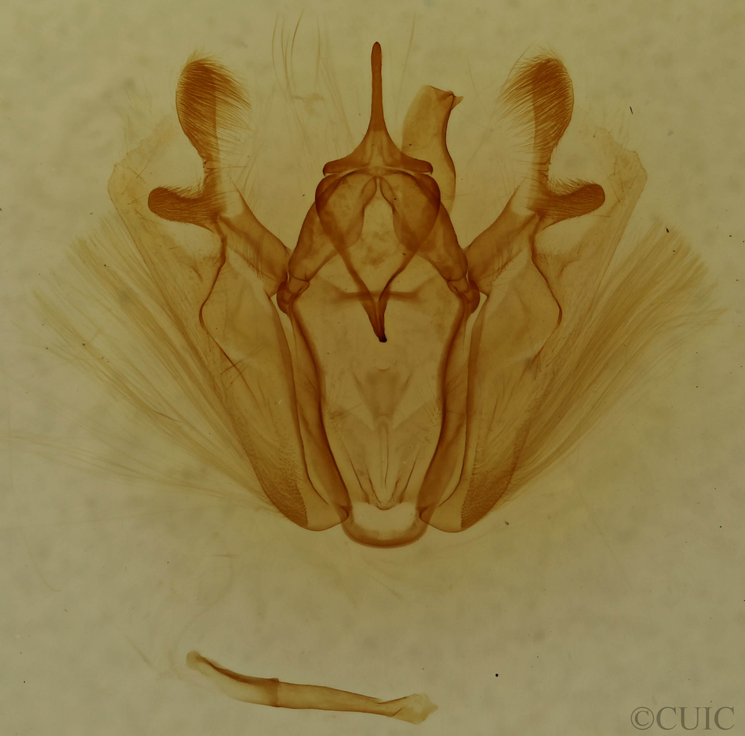 genitalia view of adult Pero ancetaria