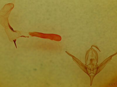 genitalia view of adult Hexorthodes nipana