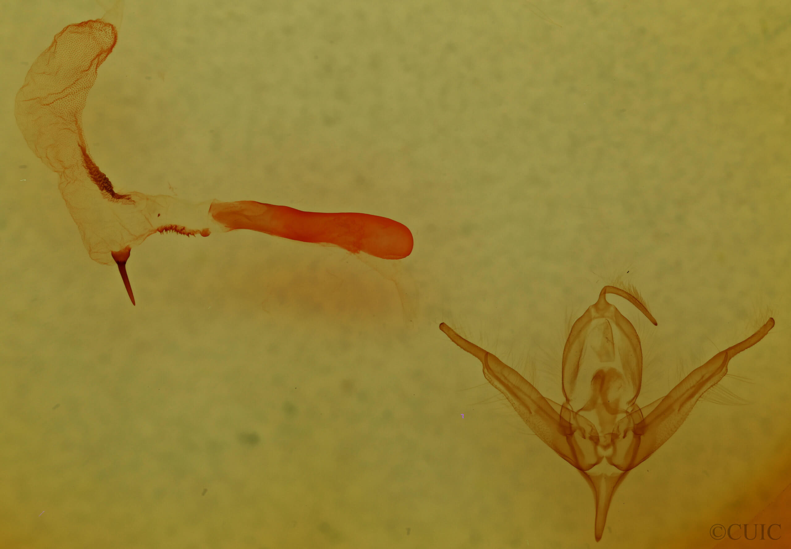 genitalia view of adult Hexorthodes nipana