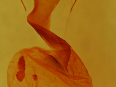 genitalia view of adult Hexorthodes nipana