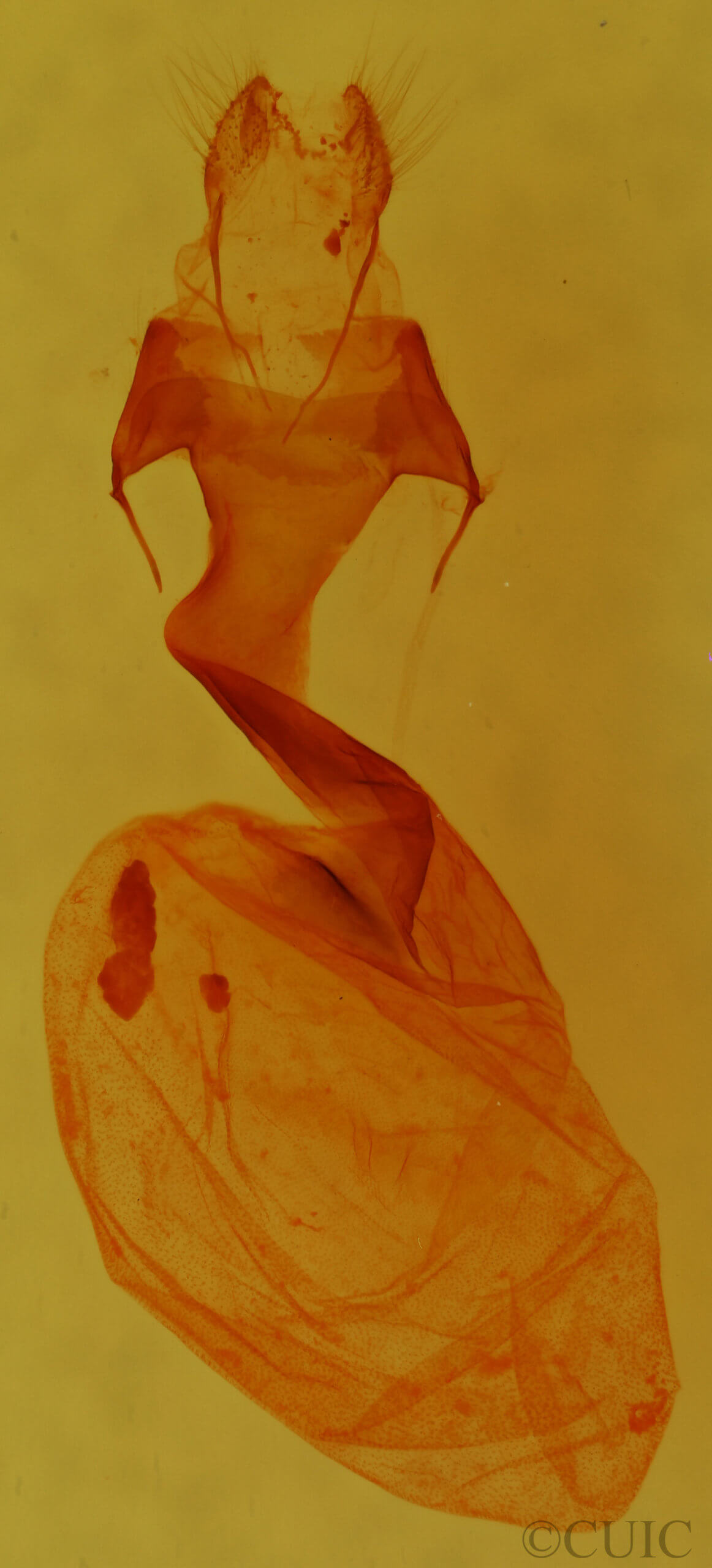 genitalia view of adult Hexorthodes nipana