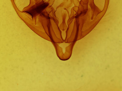 genitalia view of adult Polia nimbosa