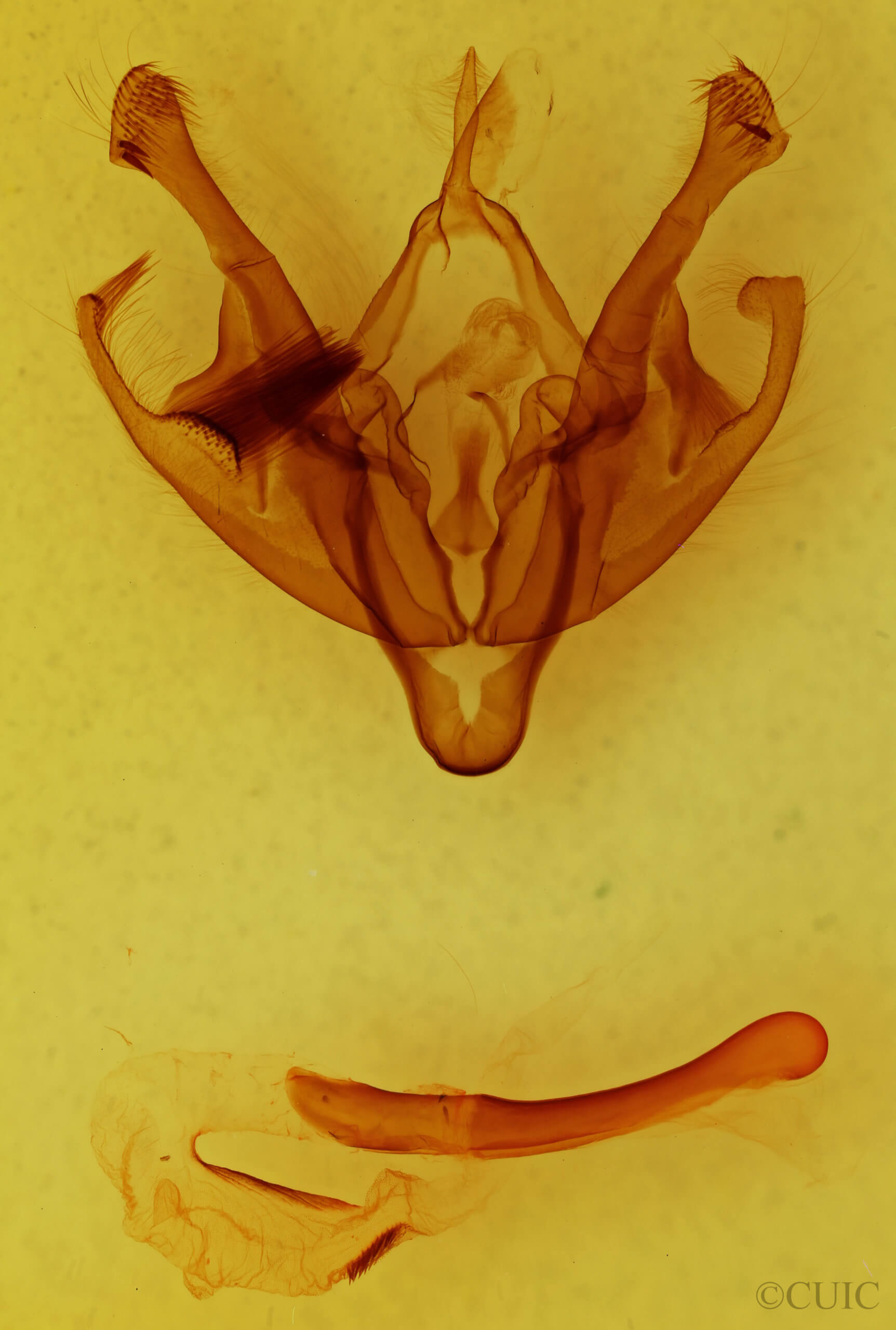 genitalia view of adult Polia nimbosa