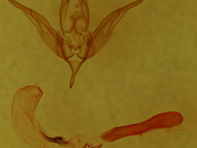 genitalia view of adult Hexorthodes nipana