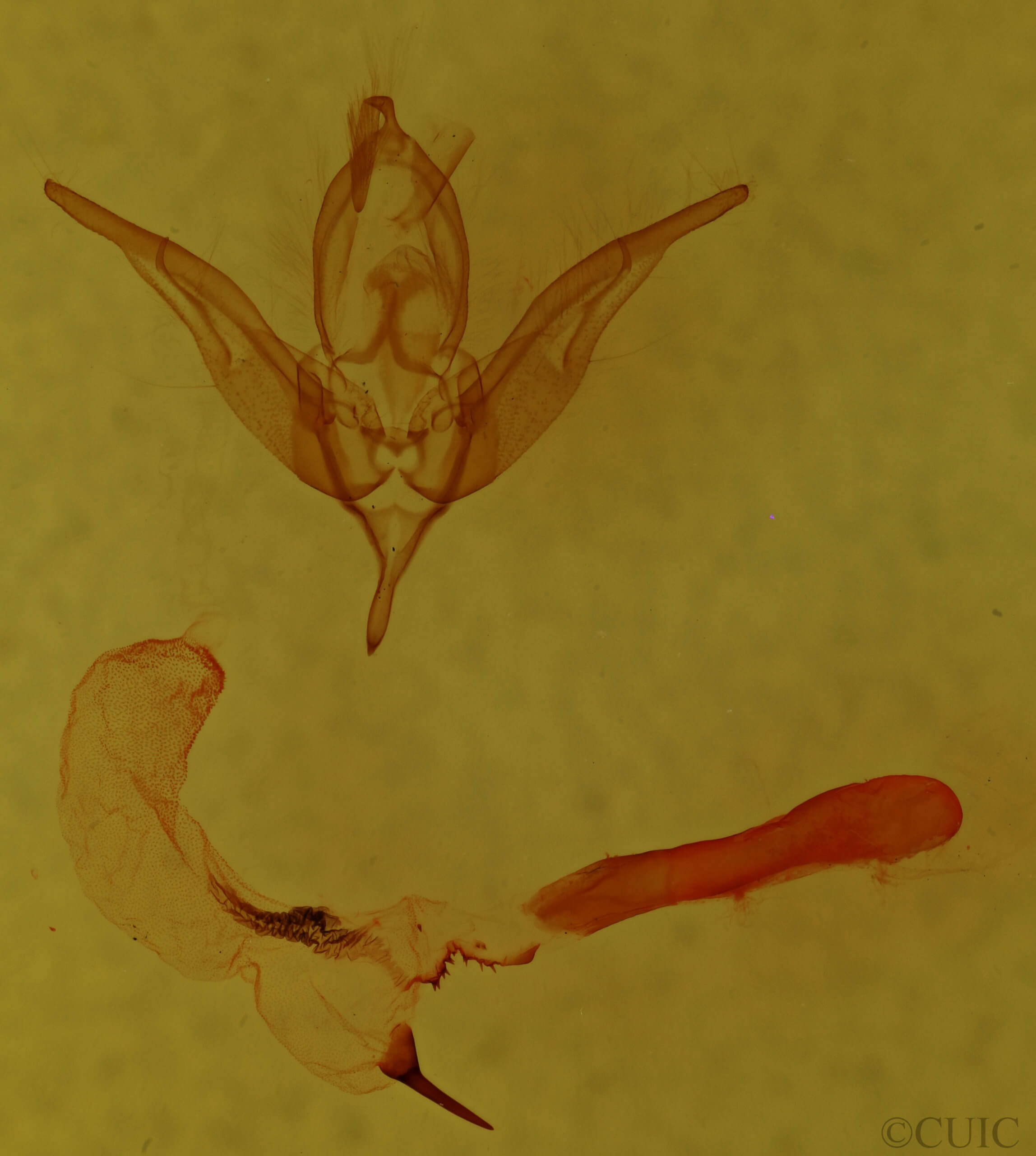 genitalia view of adult Hexorthodes nipana